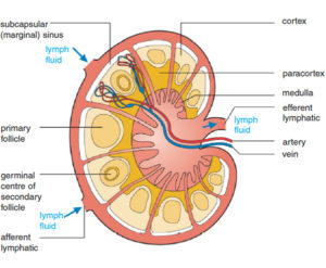 What is Lymphatic System? What are lymph nodes & Lymphocytes